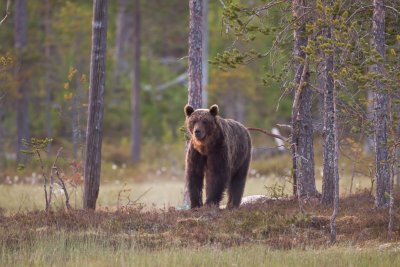 Brown Bear