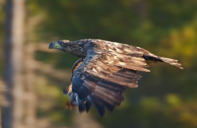 White-tailed Eagle