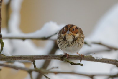 Little Bunting