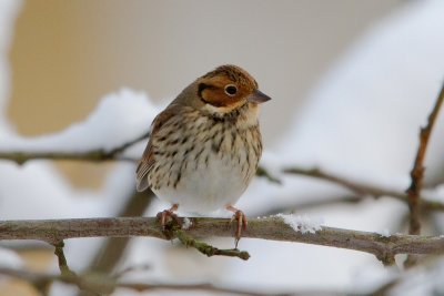 Little Bunting