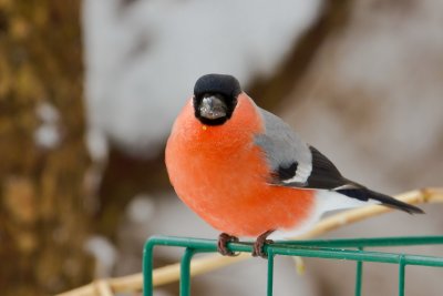 Bullfinch