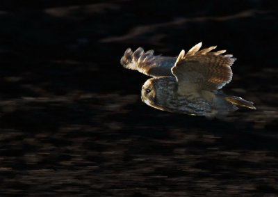 Tawny Owl