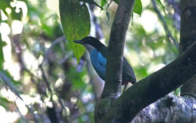 Azure Breasted Pitta