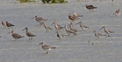 Asian Dowitcher