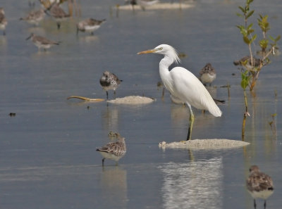 Chinese Egret