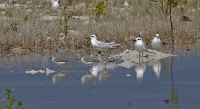 Gull-billed Tern