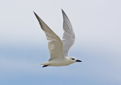 Gull-billed Tern