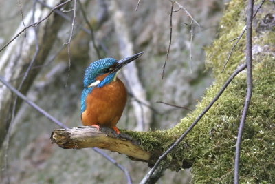 Kingfisher