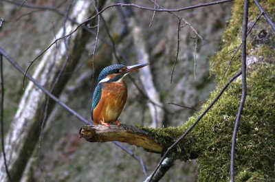 Kingfisher