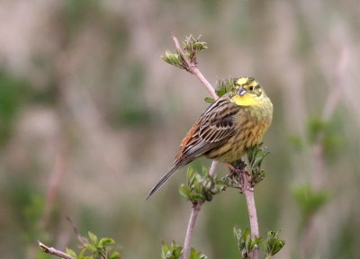 Yellowhammer