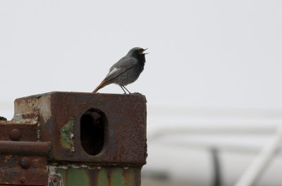 Black Redstart