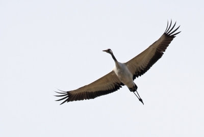 Crane