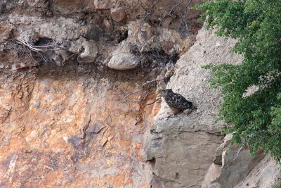 Eagle Owl