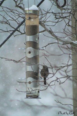 Snowstorm_birdfeeder