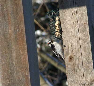 Hanging on_Downy Woodpecker