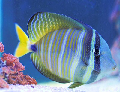 Sailfin Tang