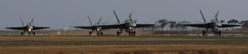 Hornets swarm to the nest.jpg