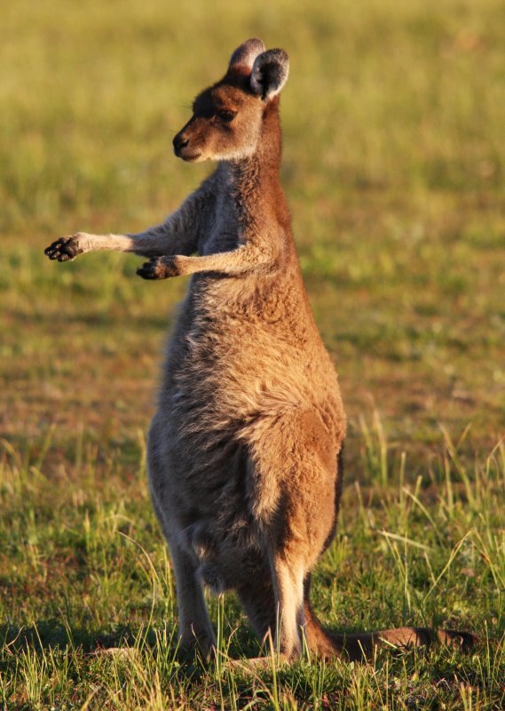 Fighting stance.jpg