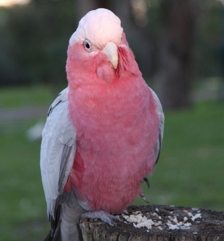 Galah.jpg