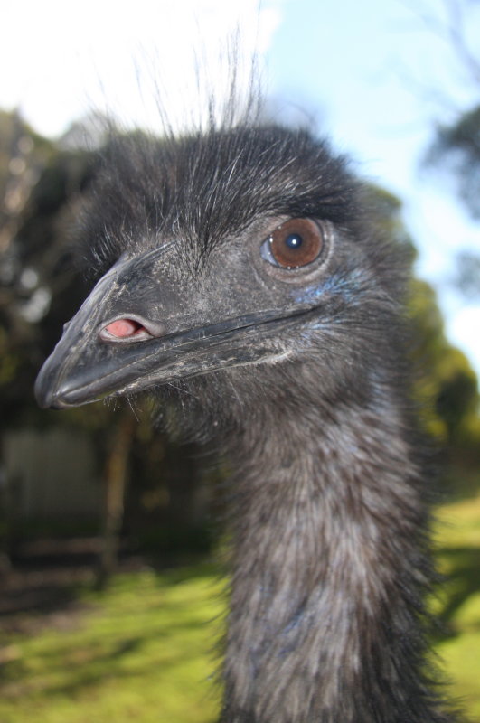 Emu.jpg