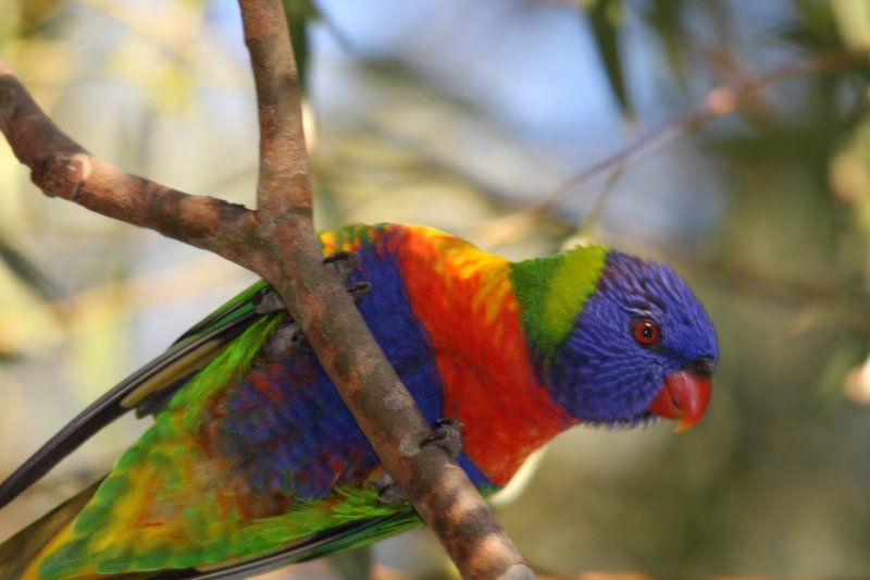 Lorikeet.jpg