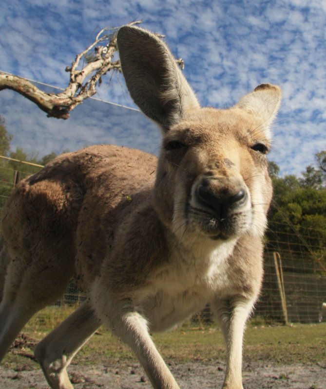 Nosy kangaroo.jpg