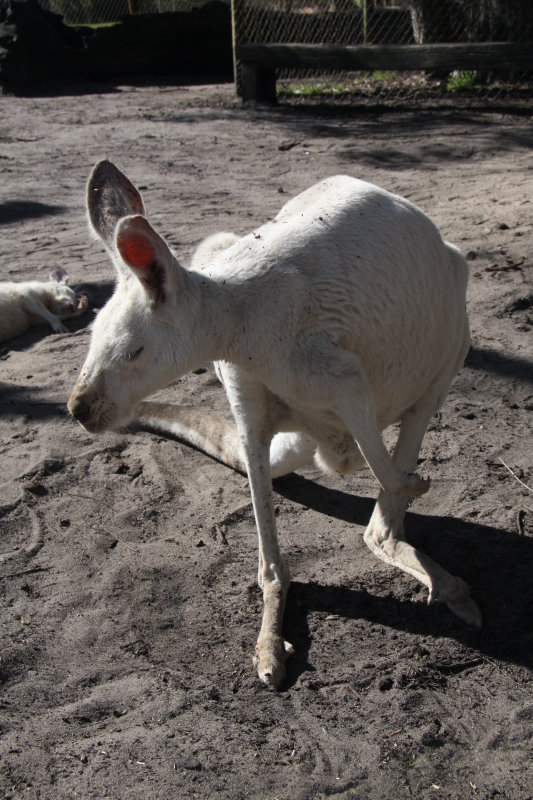 White roo.jpg