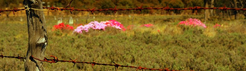 Wildflowers Kattaning WA.jpg