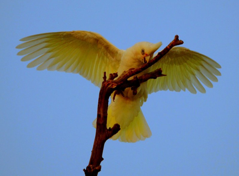 Corella dance.jpg