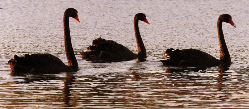 Black swans trio.jpg