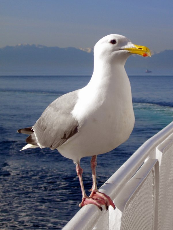 fellow passenger.jpg