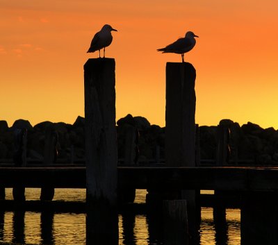 Gulls at Whitfords boat harbour.jpg