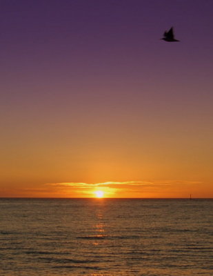 Lonely gull Hillarys beach.jpg