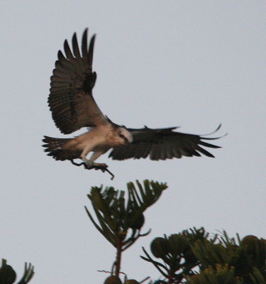 Sea eagle and nest.jpg