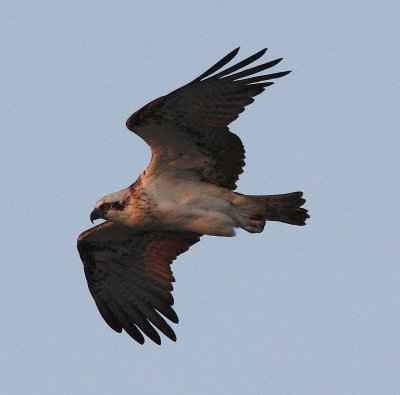 Sea eagle South Perth foreshore.jpg