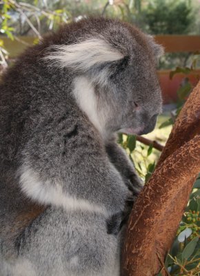 snoozing koala.jpg