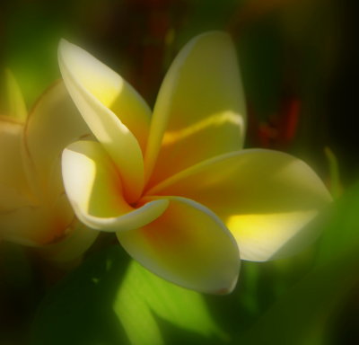 Frangipani.jpg