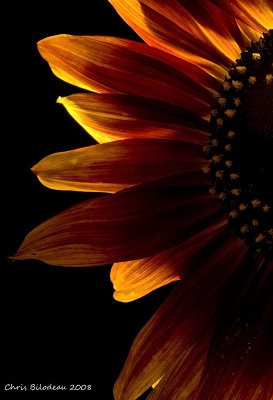 Sunflowers_Macro_2008sep19_114DSC00591 copy.jpg