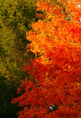Trees On Fire