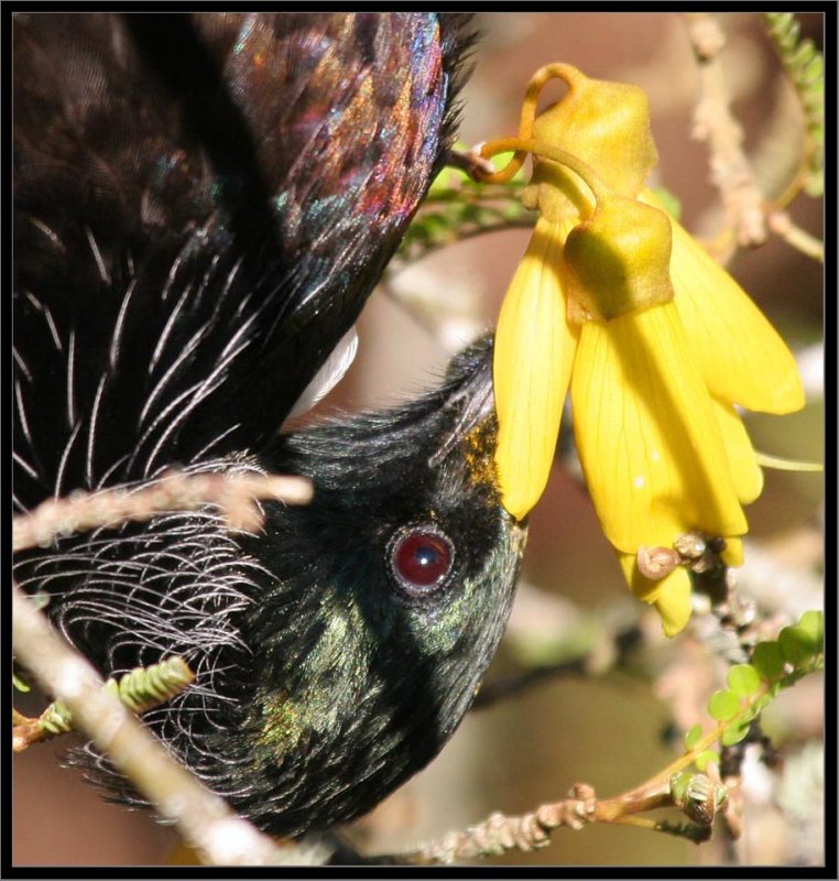 Tui (Prosthemadera novaeseelandiae novaeseelandiae) feeding on Kowhai,IMG_8162