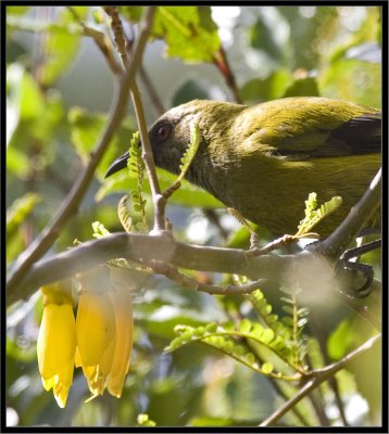 Bellbird & kowhai (Korimako) (Anthornis melanura melanura), IMG_8187