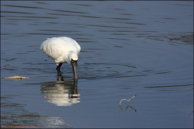 BF Spoonbill079.jpg