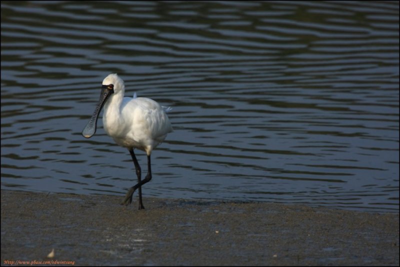 BF Spoonbill085.jpg