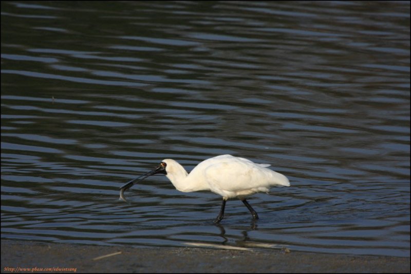 BF Spoonbill003195.jpg