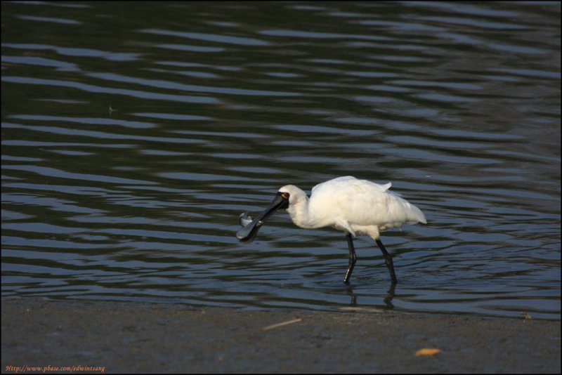 BF Spoonbill005195.jpg