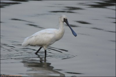 BF Spoonbill002.jpg