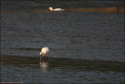 BF Spoonbill006.jpg