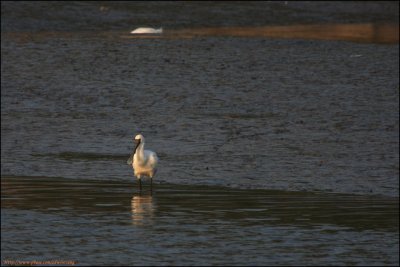 BF Spoonbill007.jpg