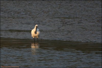 BF Spoonbill011.jpg