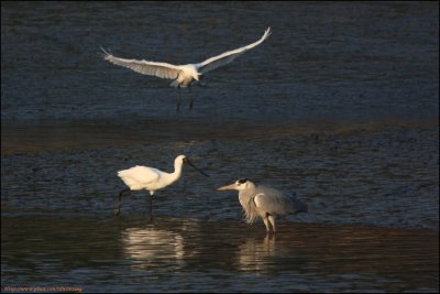 BF Spoonbill016.jpg